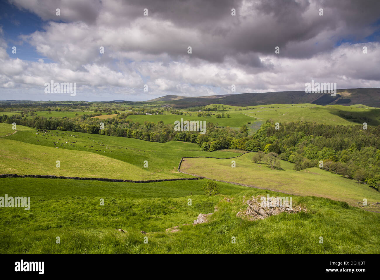 View across valley landscape with cattle grazing in pasture, Hodder ...