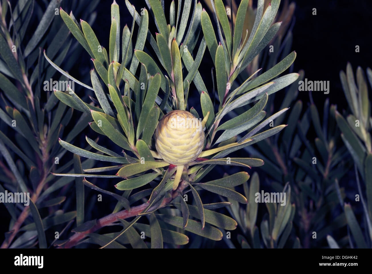 Cone of the Garden Route Conebush- Leucadendron conicum - A Delta Seed Conebush- Family Proteaceae Stock Photo