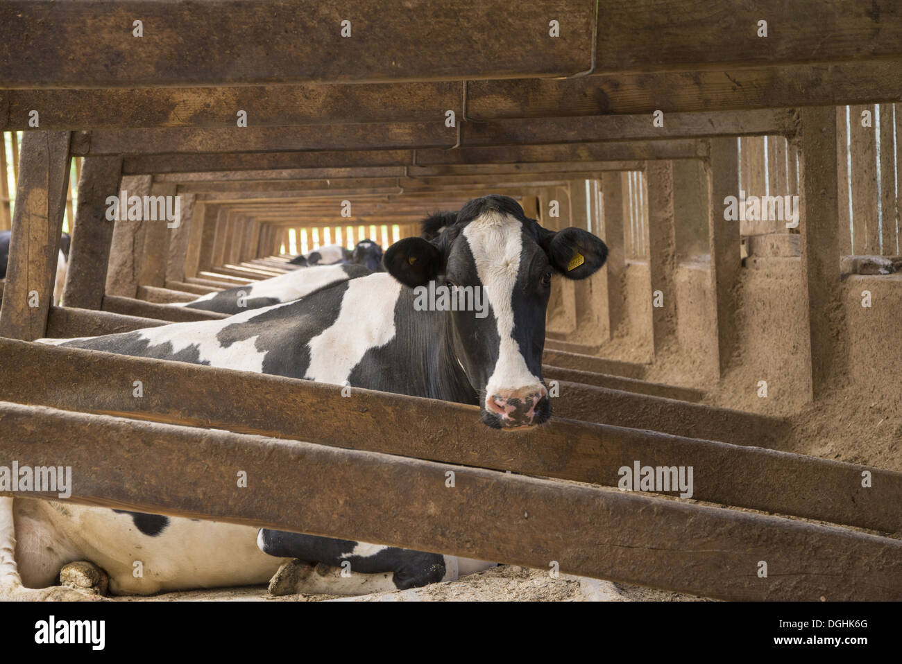 Dairy farming, Holstein dairy cows, resting in wooden cubicle house on
