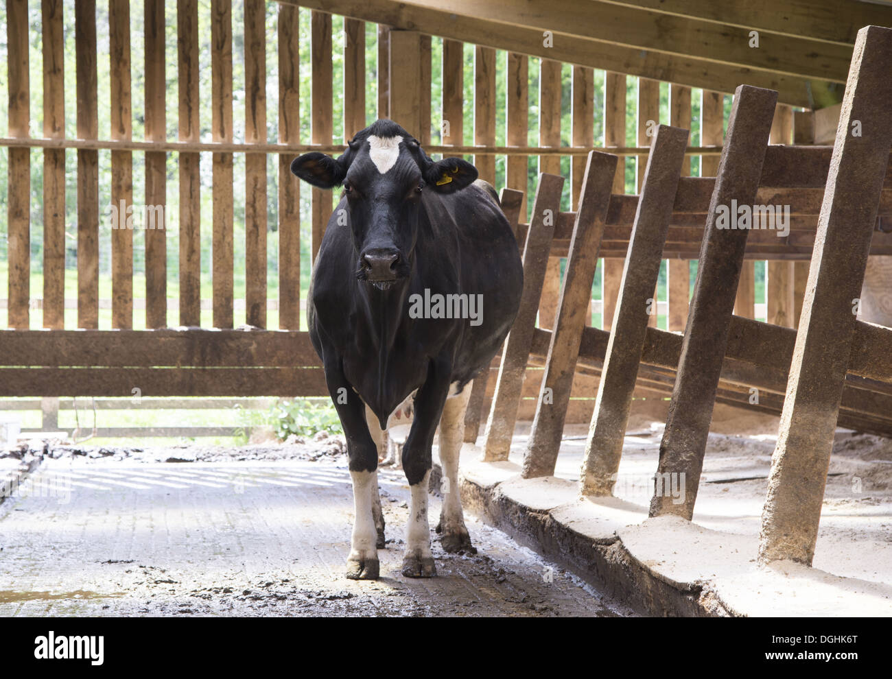 Dairy farming Holstein dairy cow standing in wooden cubicle house