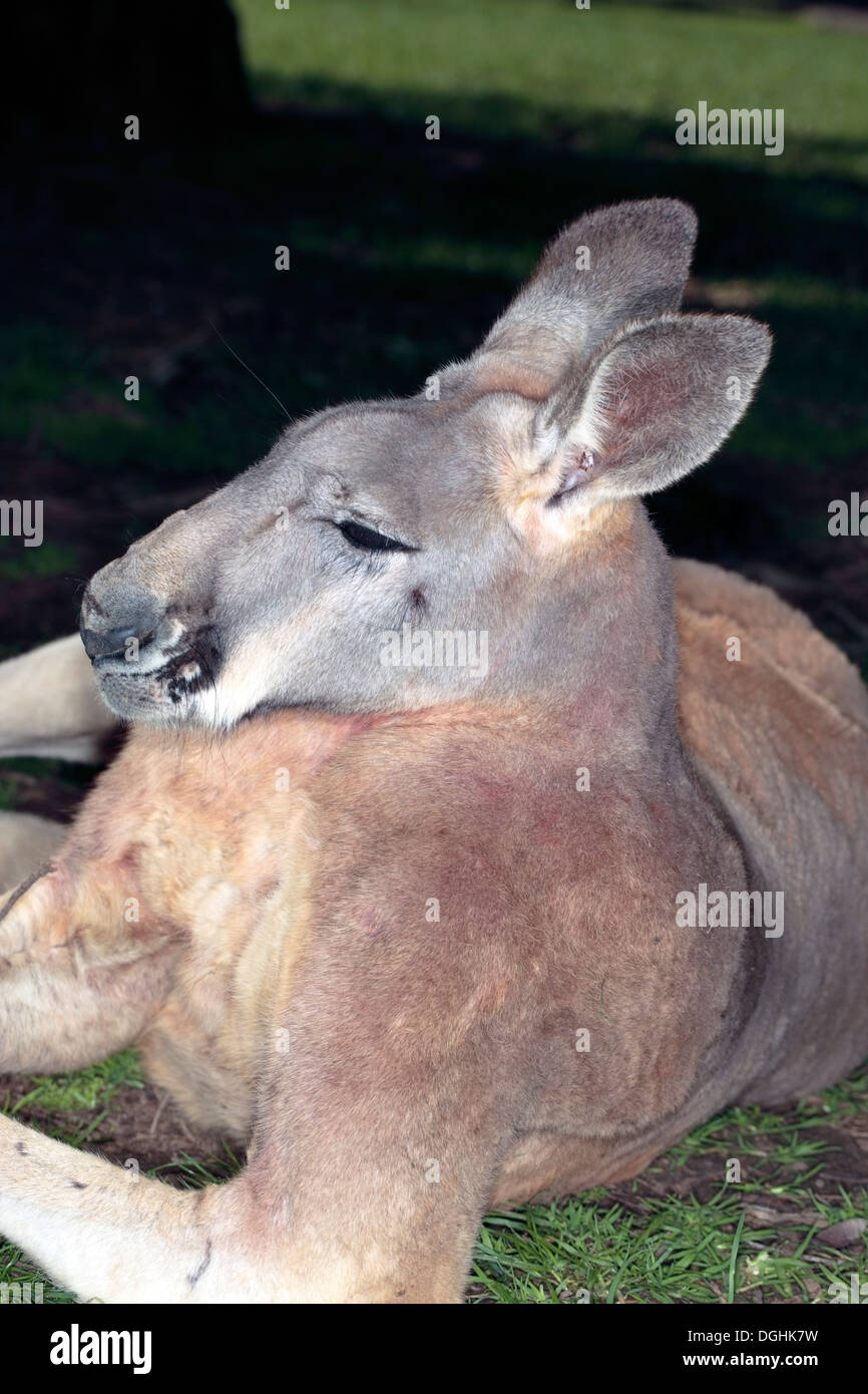 Eastern Australian Grey Kangaroo Dozing - Macropus giganteus-Family Macopodidae Stock Photo