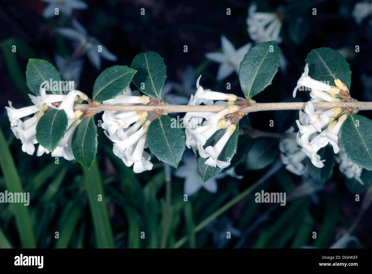 Osmanthus Flowers- Chinese native- Osmanthus delavayi - Family Oleaceae Stock Photo