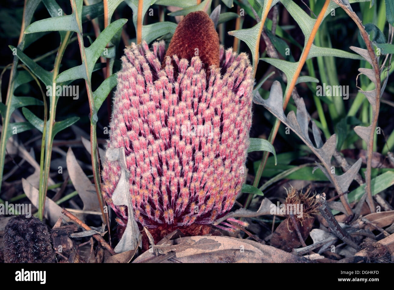 Close-up of Groundcover Banksia - Banksia blechnifolia - Family Proteaceae Stock Photo