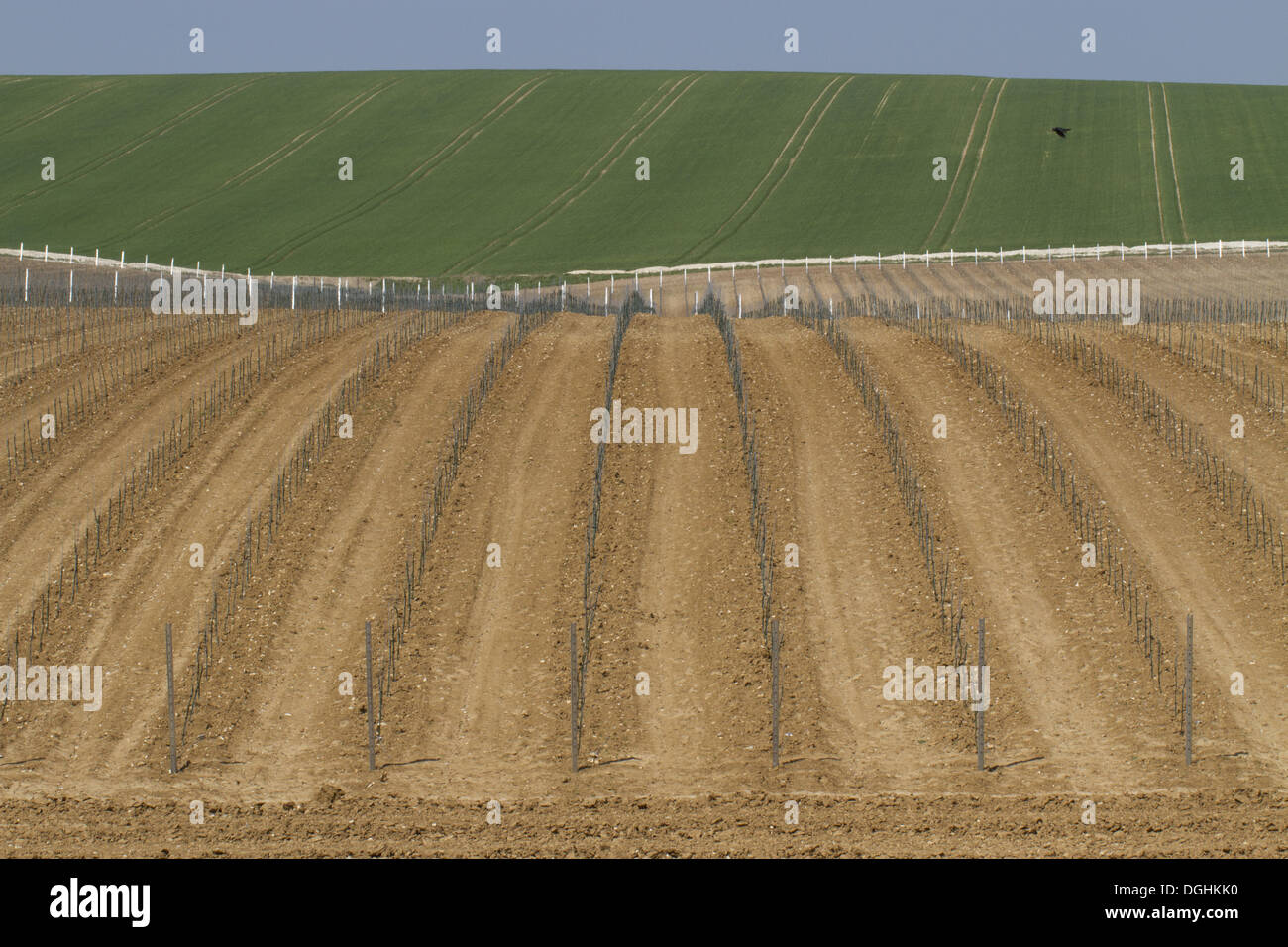 Newly planted vineyard, Rathfinny Estate, Alfriston, South Downs, East Sussex, England, May Stock Photo