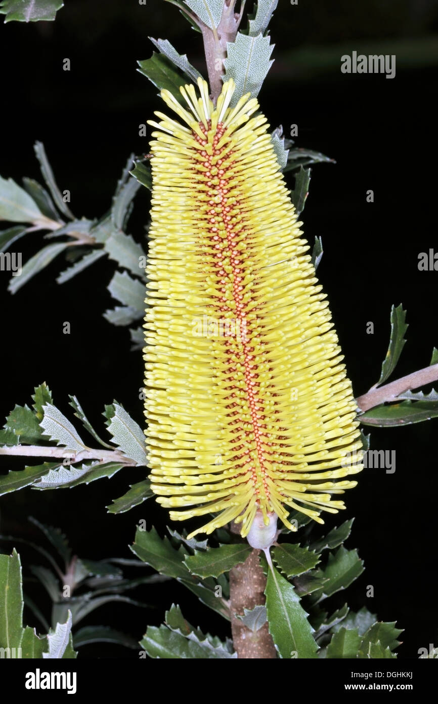 Banksia epica - Family Proteaceae Stock Photo