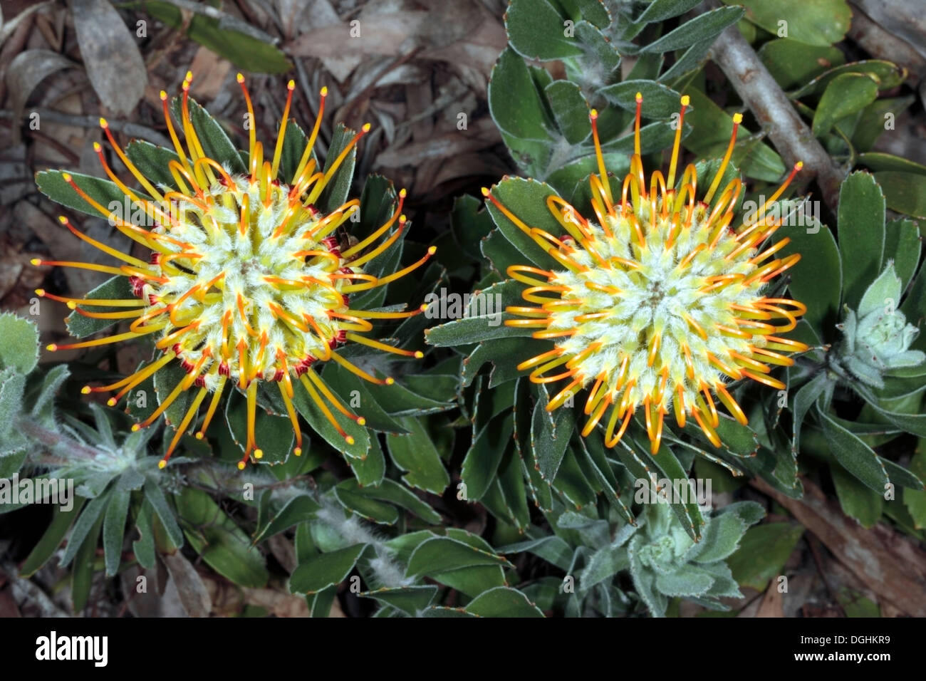 Mossel Bay Pincushion / Large Tufted Pincushion Flower [Widetubed