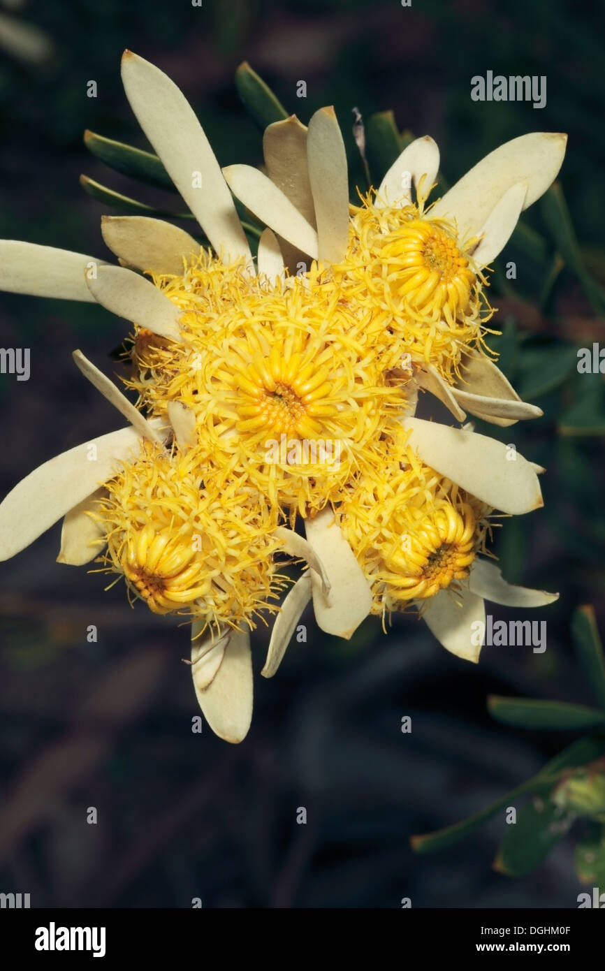 Silver-ball Conebush- Male Flowers - Leucadendron muirii - Family Proteaceae Stock Photo