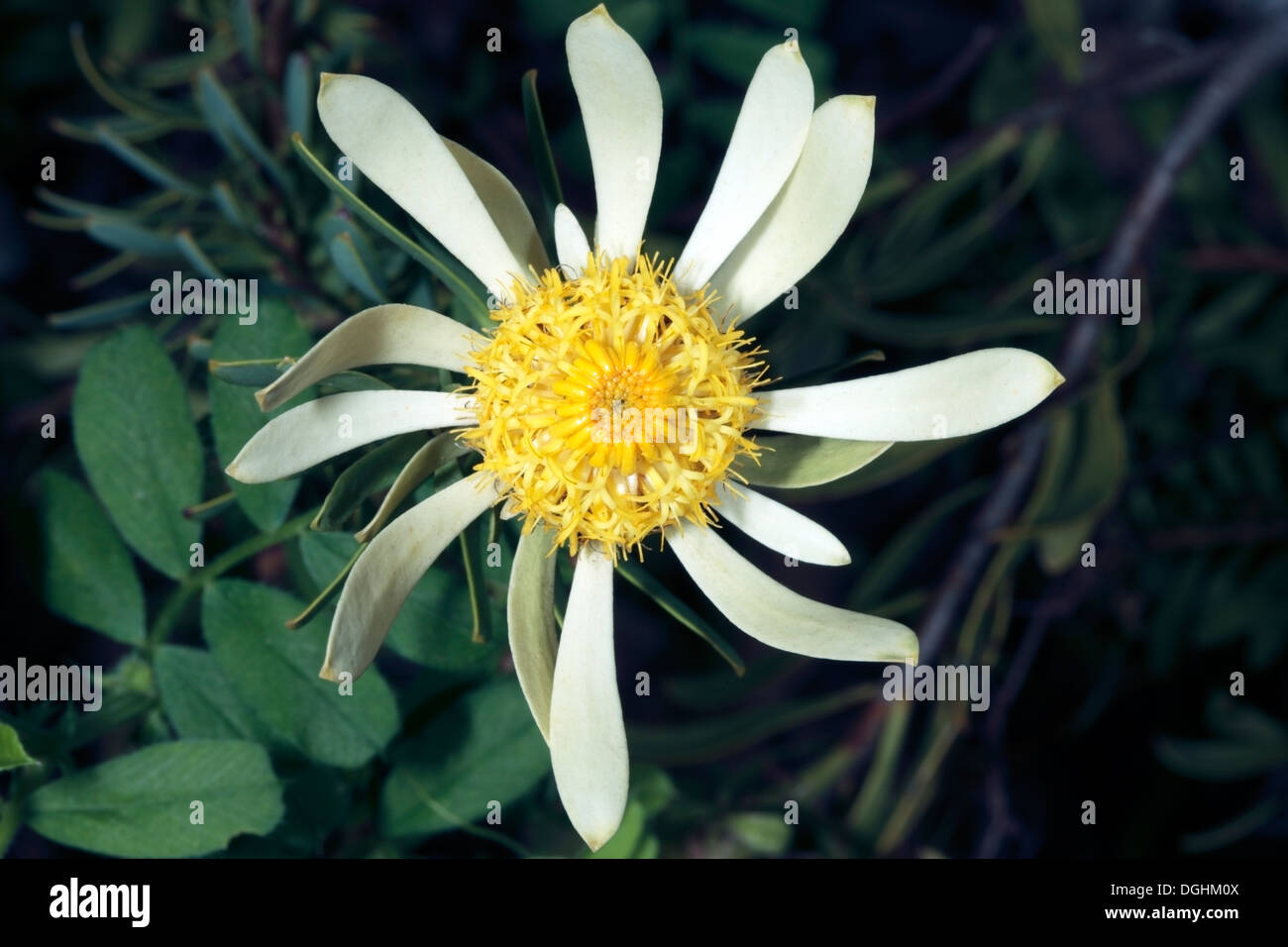 Silver-ball Conebush- Male Flowers - Leucadendron muirii- Family Proteaceae Stock Photo