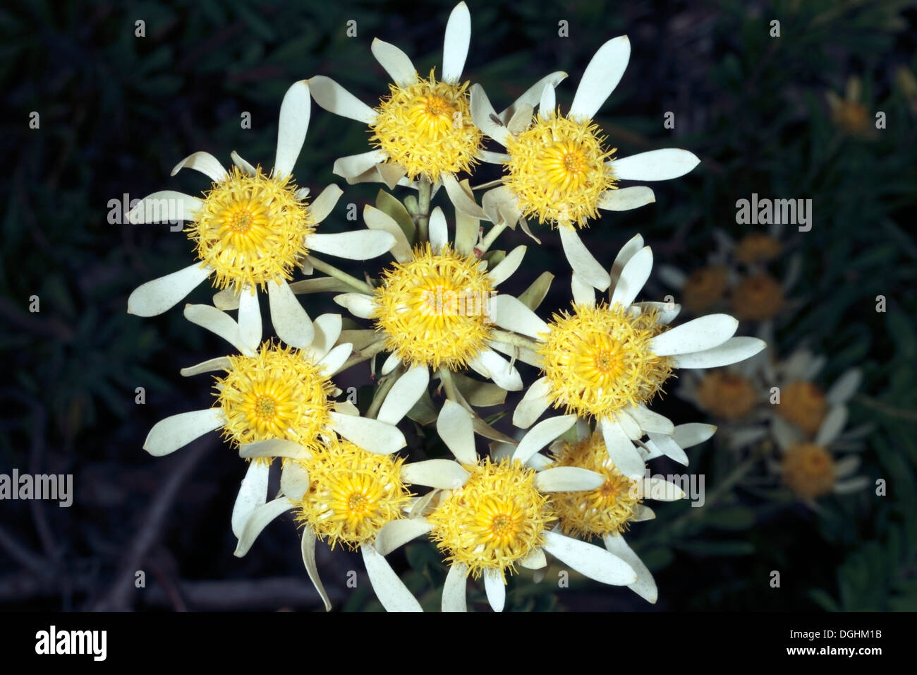 Silver-ball Conebush- Male Flowers - Leucadendron muirii - Family Proteaceae Stock Photo