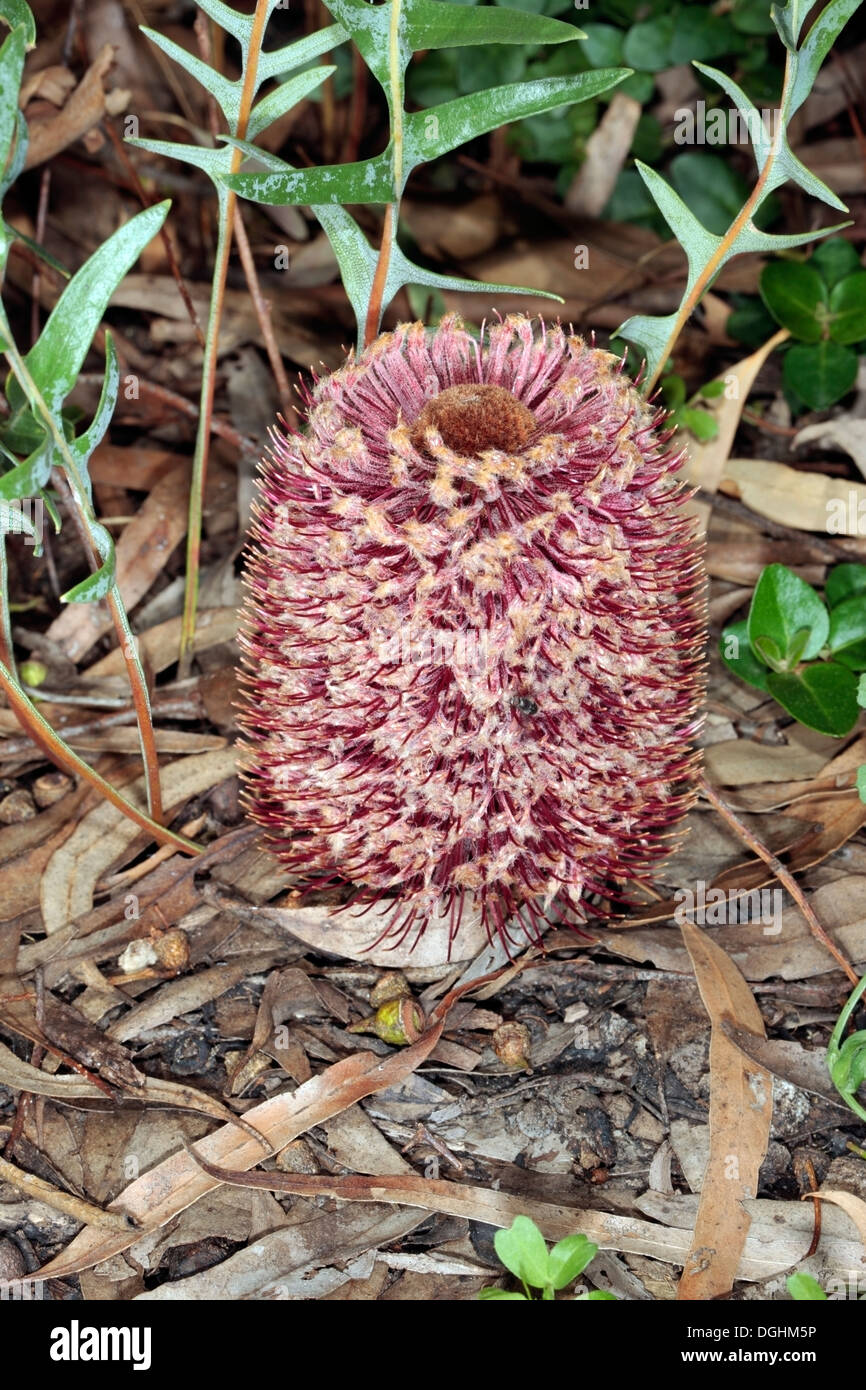 Close-up of Groundcover Banksia - Banksia blechnifolia - Family Proteaceae Stock Photo
