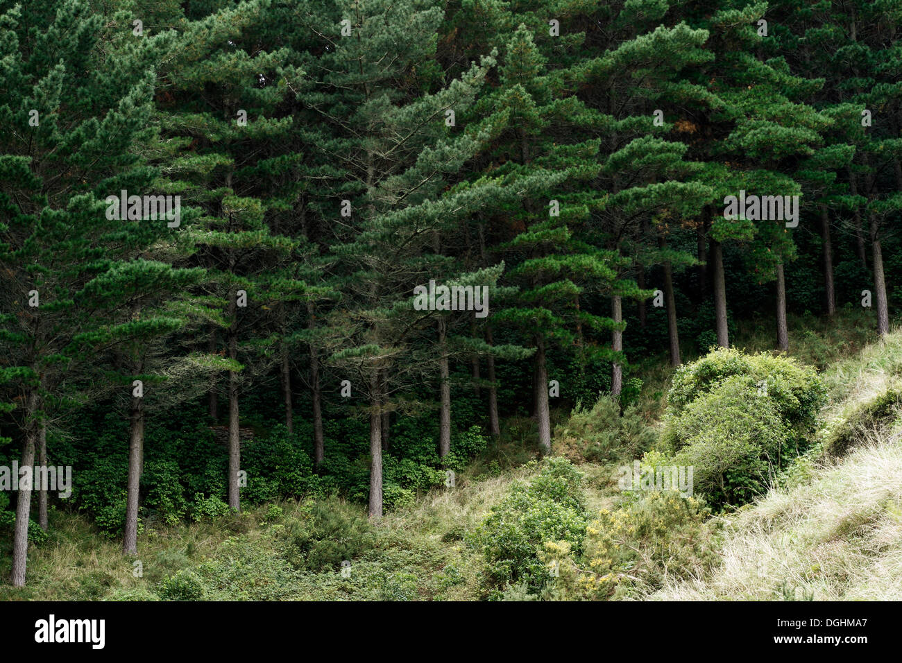 Pine forest, grown for timber harvesting Stock Photo Alamy
