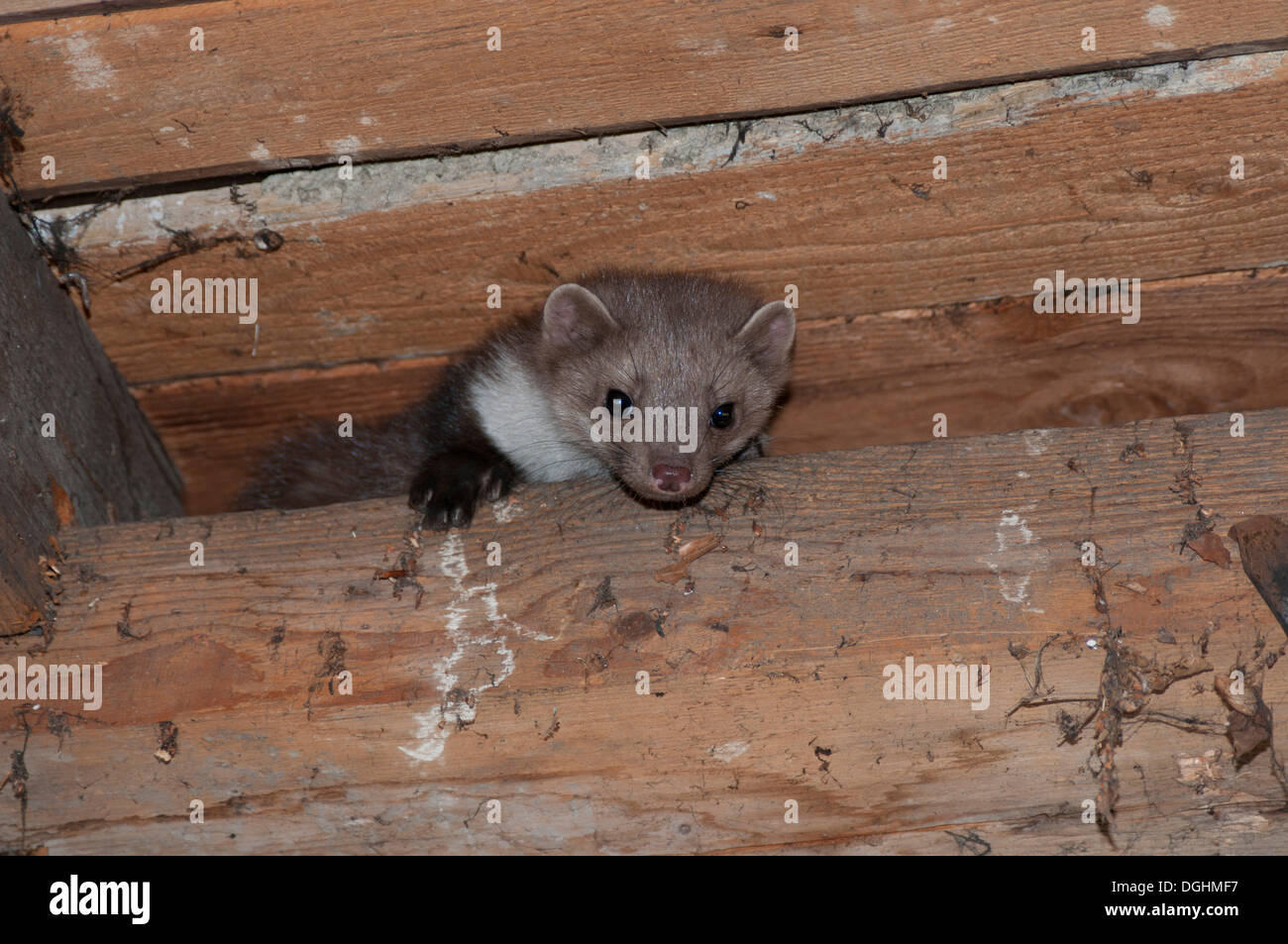 Young stone marten, beech marten or white breasted marten (Martes foina) looking down from the beam of a barn, Tyrol, Austria Stock Photo