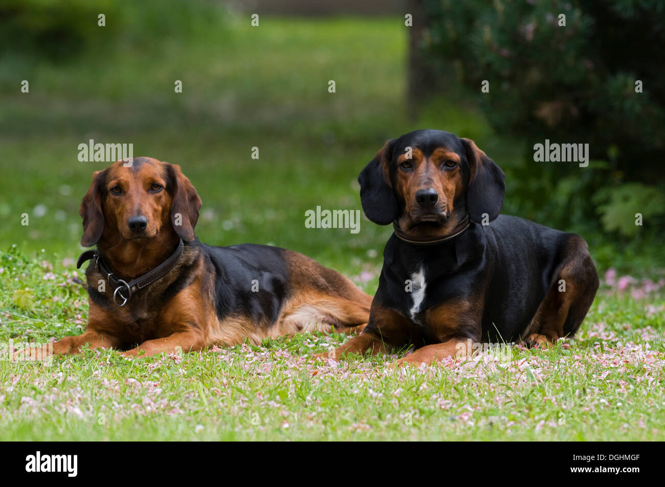 Two Tyrolean Hounds, hound dogs, Tyrol, Austria, Europe Stock Photo