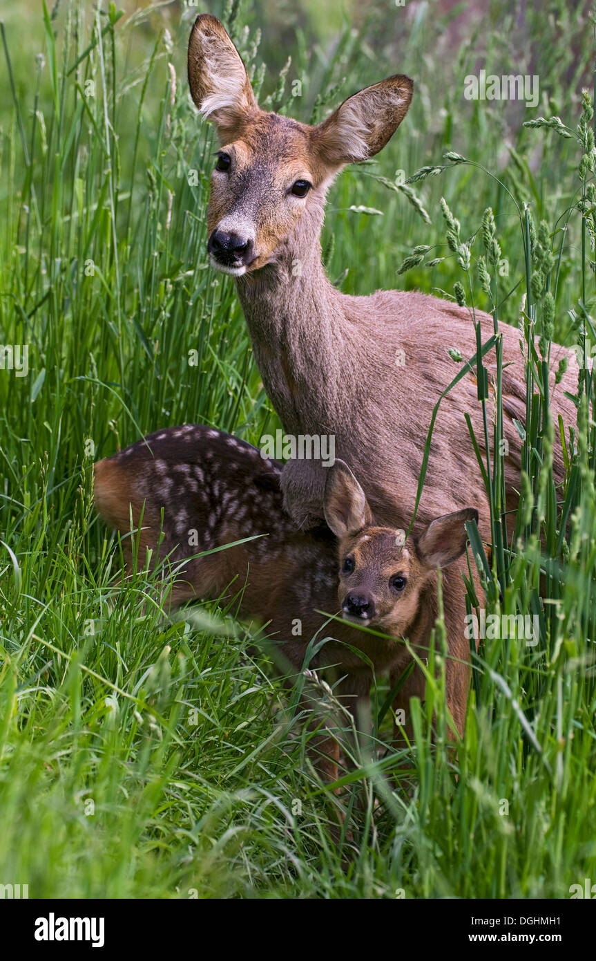 Roe deer doe with fawn hi-res stock photography and images - Alamy