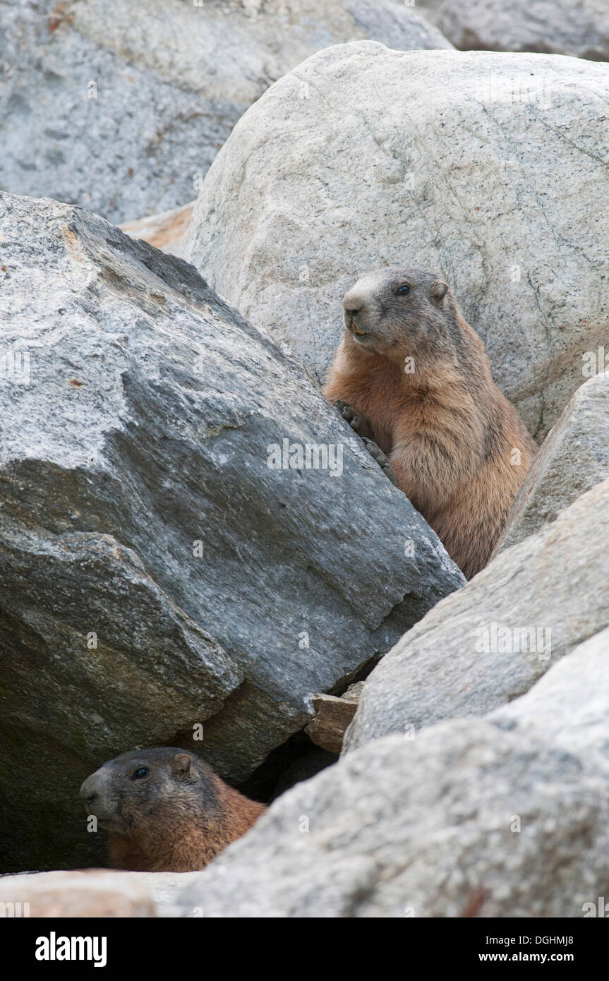 Alpine Marmots (Marmota marmota) between boulders, Zillertal, Tyrol, Austria Stock Photo