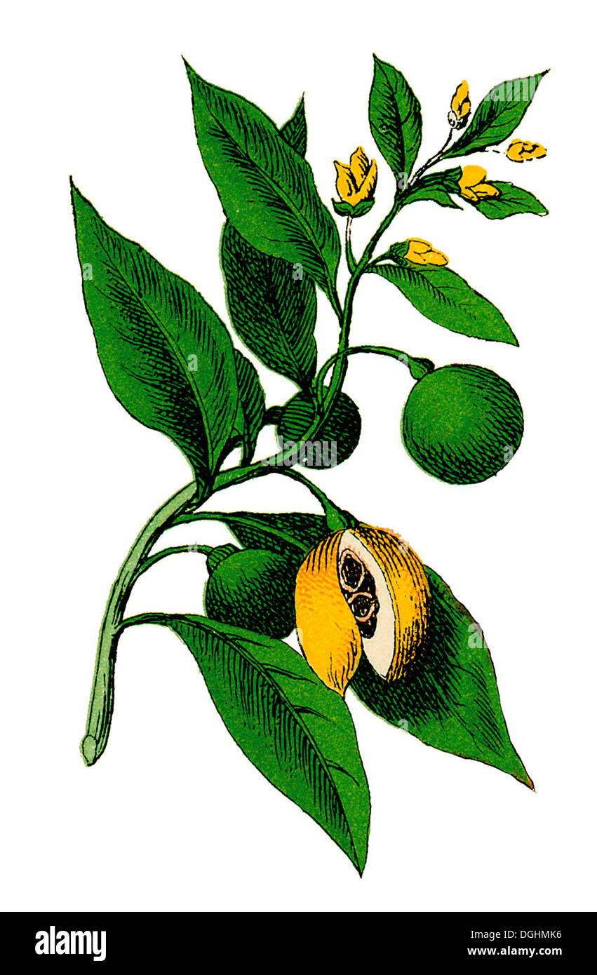 Nutmeg, historical illustration, Moritz Willkomm, Natural History of