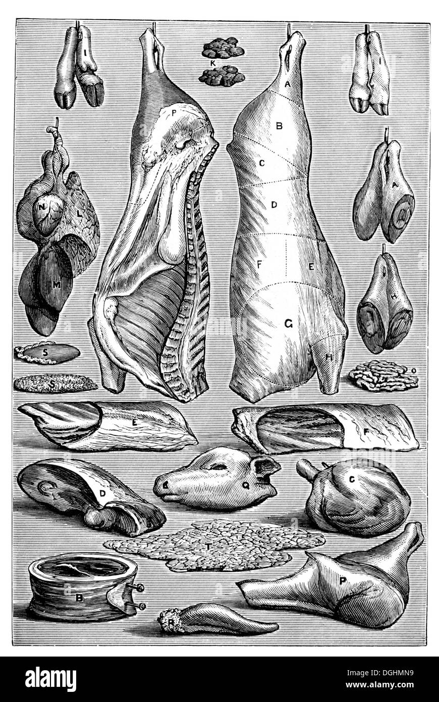 Veal, historical illustration from: Marie Adenfeller, Friedrich Werner: Illustrated cooking and housekeeping book Stock Photo