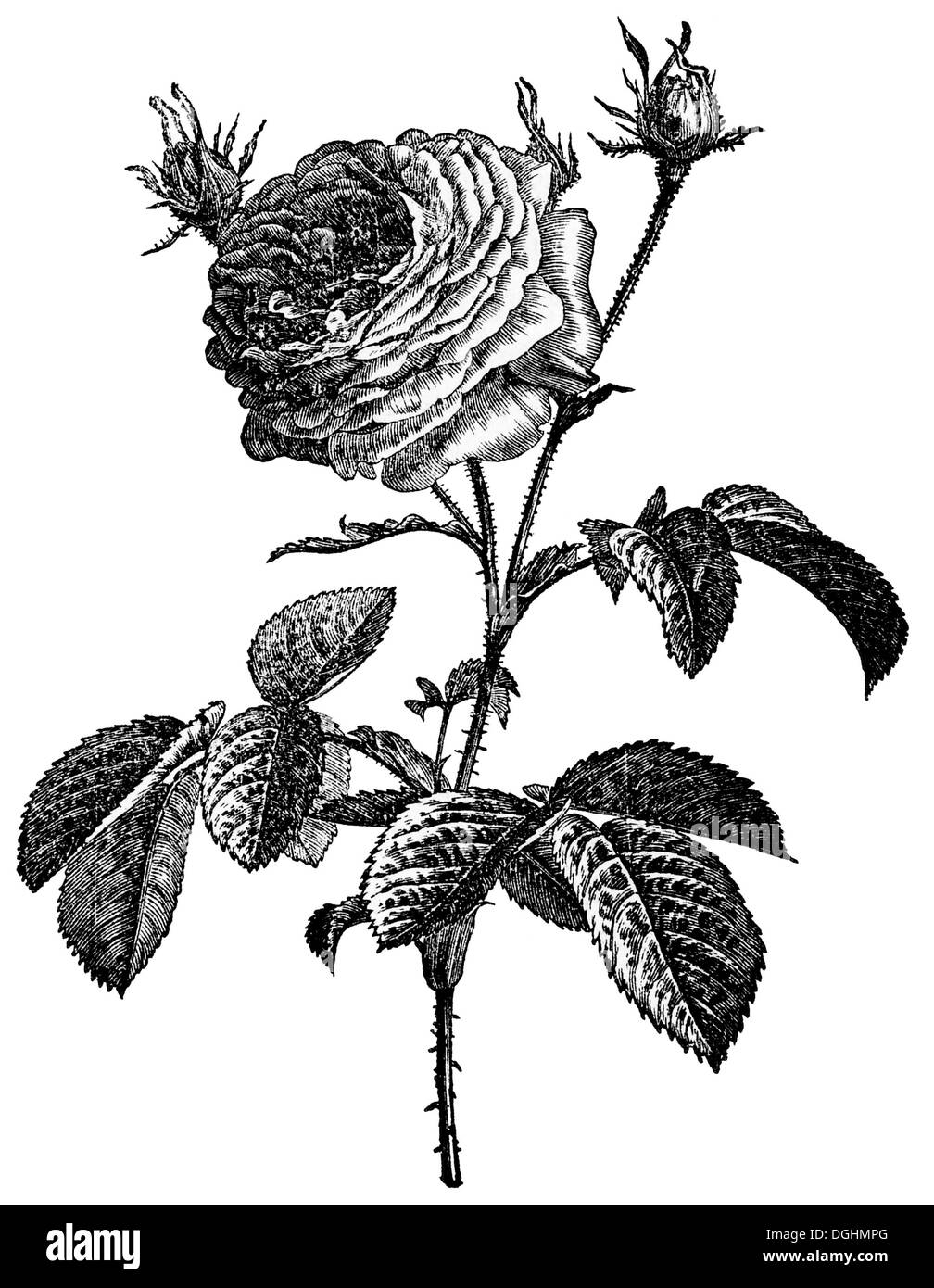 Rose, historical illustration from: Marie Adenfeller, Friedrich Werner, Illustrated Cooking and Housekeeping Book Stock Photo