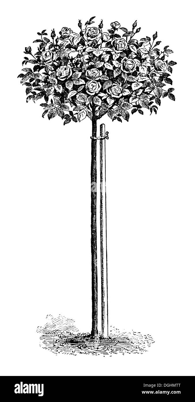 Standard Rose, historical illustration, Theodor Lange, General Illustrated Garden Book, Volume 1, Leipzig 1902, p. 420, fig. 464 Stock Photo