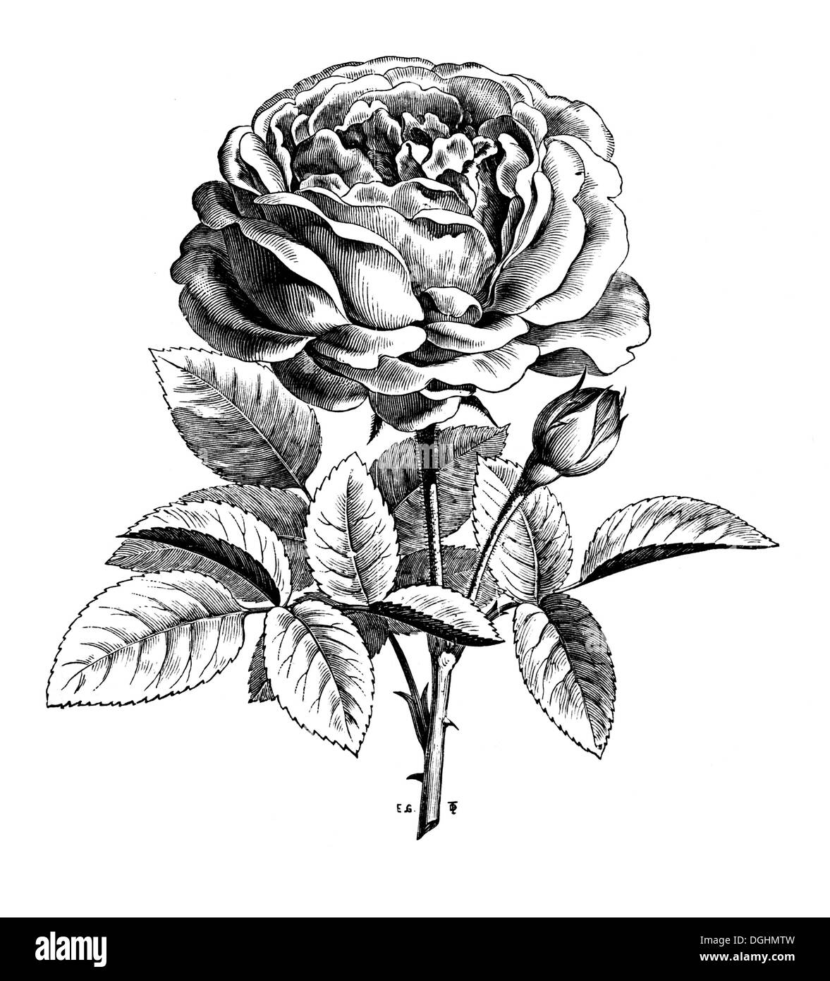 Rose La Reine, historical illustration, Theodor Lange, General Illustrated Garden Book, Volume 1, Leipzig 1902, p. 413, fig. 461 Stock Photo