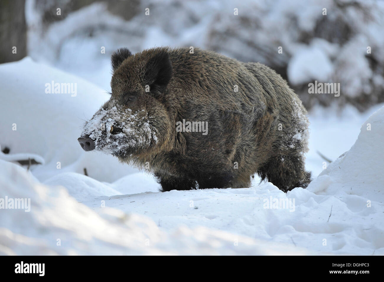 Wild Boar (Sus scrofa), tusker in winter coat, captive, Saxony, Germany Stock Photo