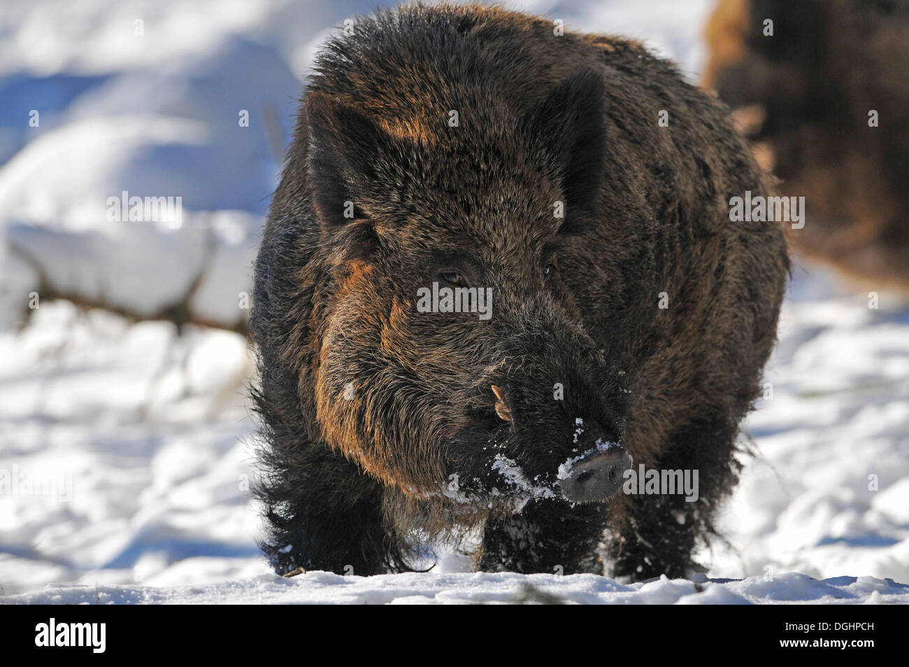 Wild Boar (Sus scrofa), tusker in winter coat, captive, Saxony, Germany Stock Photo