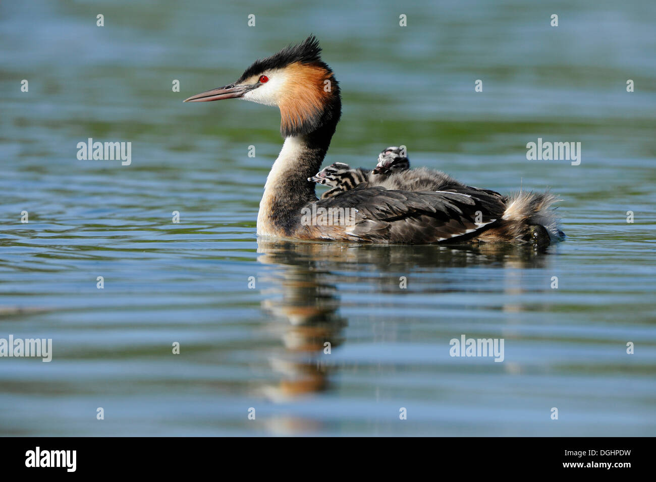 Great Crested Grebe (Podiceps cristatus), adult, on water with young birds in plumage, Thuringia, Germany Stock Photo