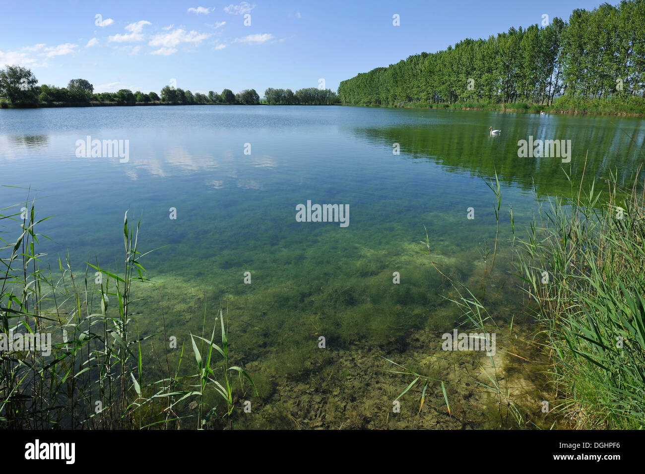 Pond landscape, renaturated opencast pits, Herbslebener Teiche Nature Reserve, Herbsleben, Thuringia, Germany Stock Photo