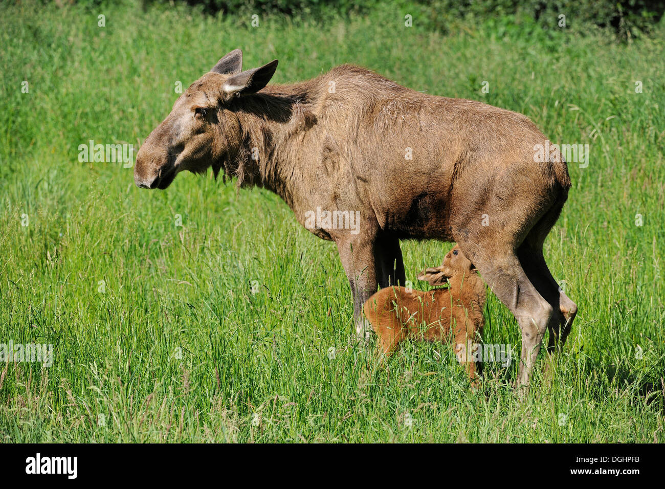 Eurasian Elk (Alces alces), cow with suckling calf, young, captive, Lower Saxony, Germany Stock Photo