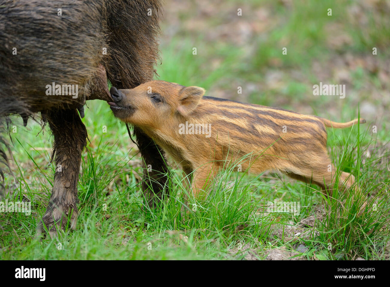Wild boar (Sus scrofa), sow with suckling piglet, captive, Bavaria, Germany Stock Photo
