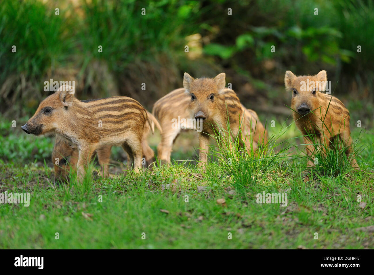 Wild boar (Sus scrofa), piglets, captive, Bavaria, Germany Stock Photo