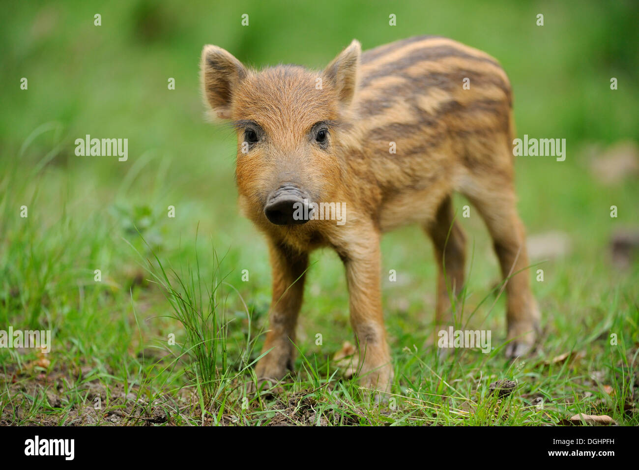 Wild boar (Sus scrofa), piglet, captive, Bavaria, Germany Stock Photo