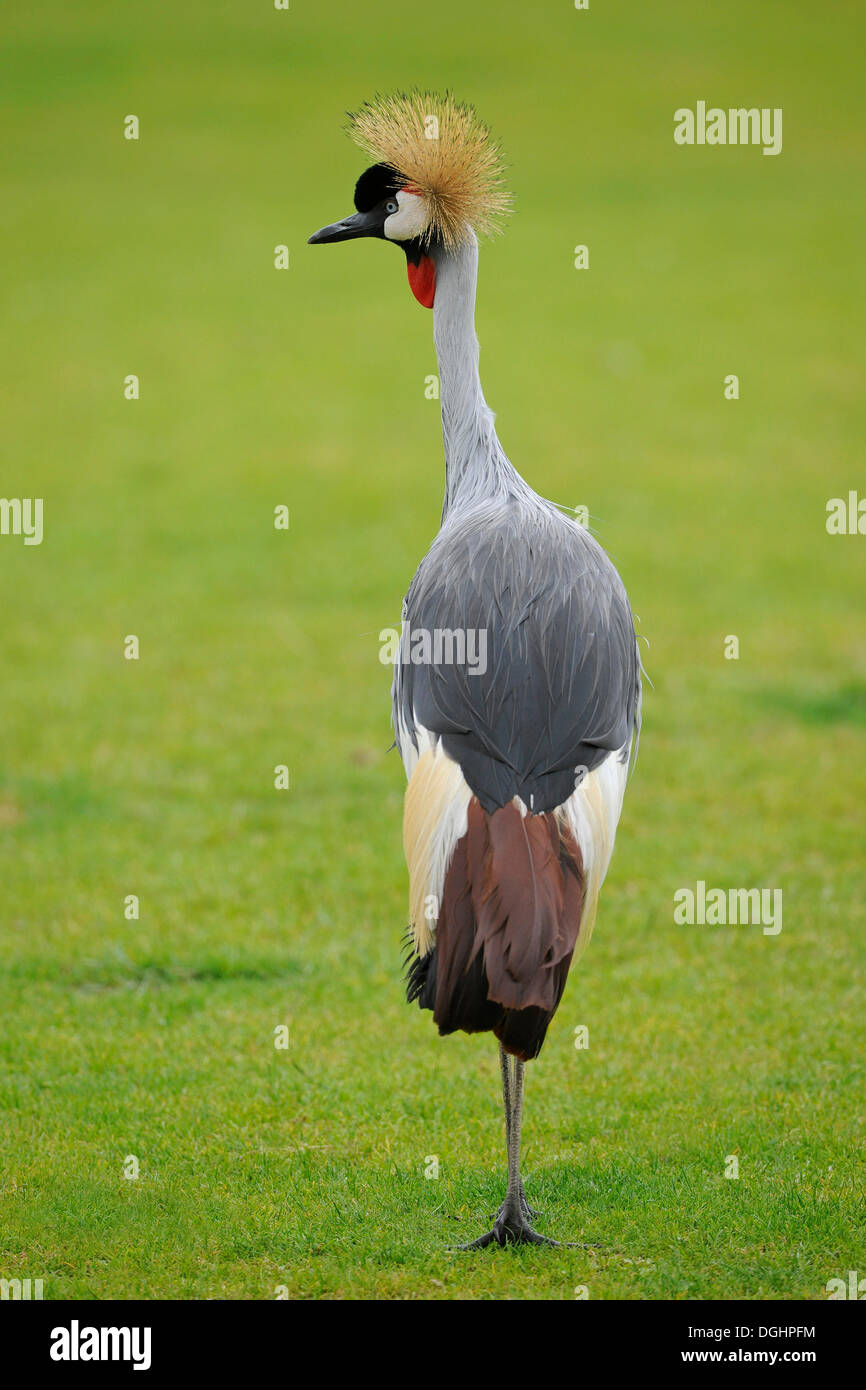 Black Crowned-Crane (Balearica pavonina), occurrence in West Africa and the Sahel, captive, Saxony, Germany Stock Photo