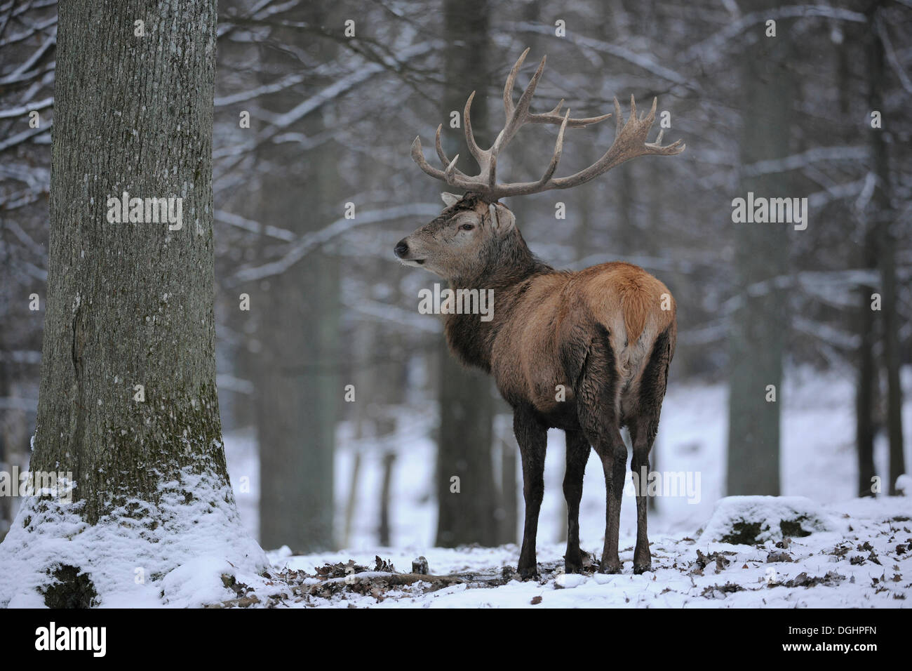 Red deer (Cervus elaphus), stag with winter coat in the snow, captive, Bavaria, Germany Stock Photo