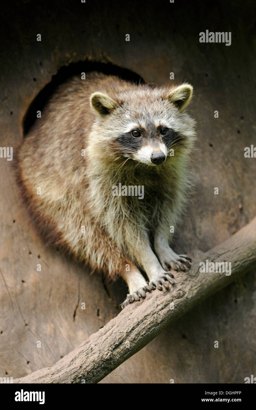 North American Raccoon (Procyon lotor), sitting in front of its den, captive, Lower Saxony, Germany Stock Photo