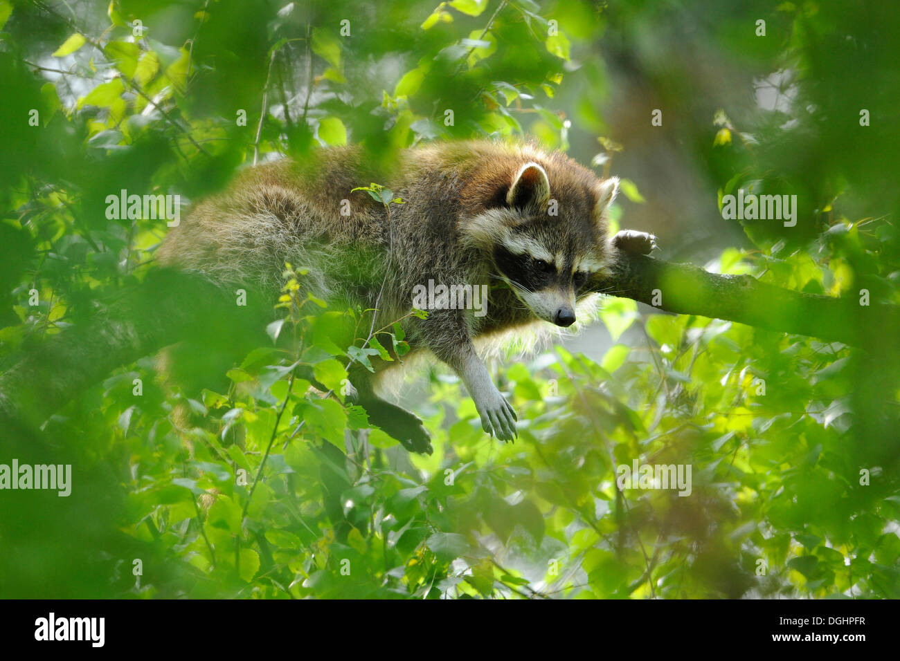 North American Raccoon (Procyon lotor) lying on a branch in a tree, captive, Hesse, Germany Stock Photo