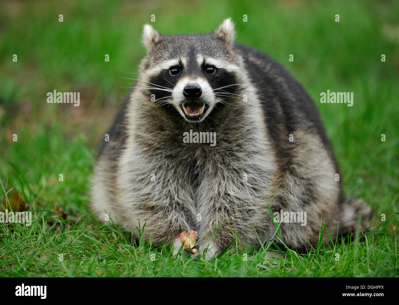 North American Raccoon (Procyon lotor), sitting on a lawn, captive, Hesse, Germany Stock Photo