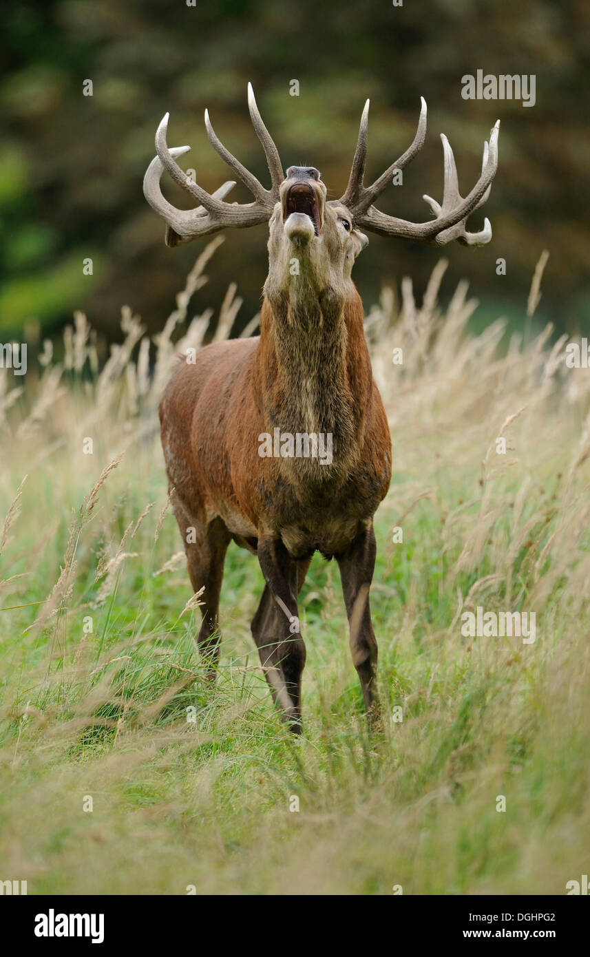 Red deer (Cervus elaphus), stag roaring in rutting season, captive, Lower Saxony, Germany Stock Photo