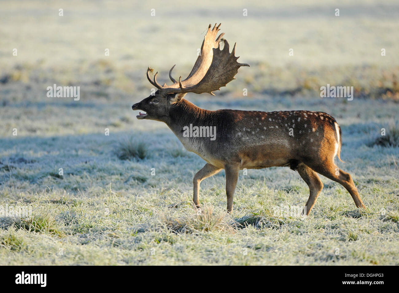 Fallow Deer (Dama dama), buck belling during the rutting season, captive, Bavaria, Germany Stock Photo