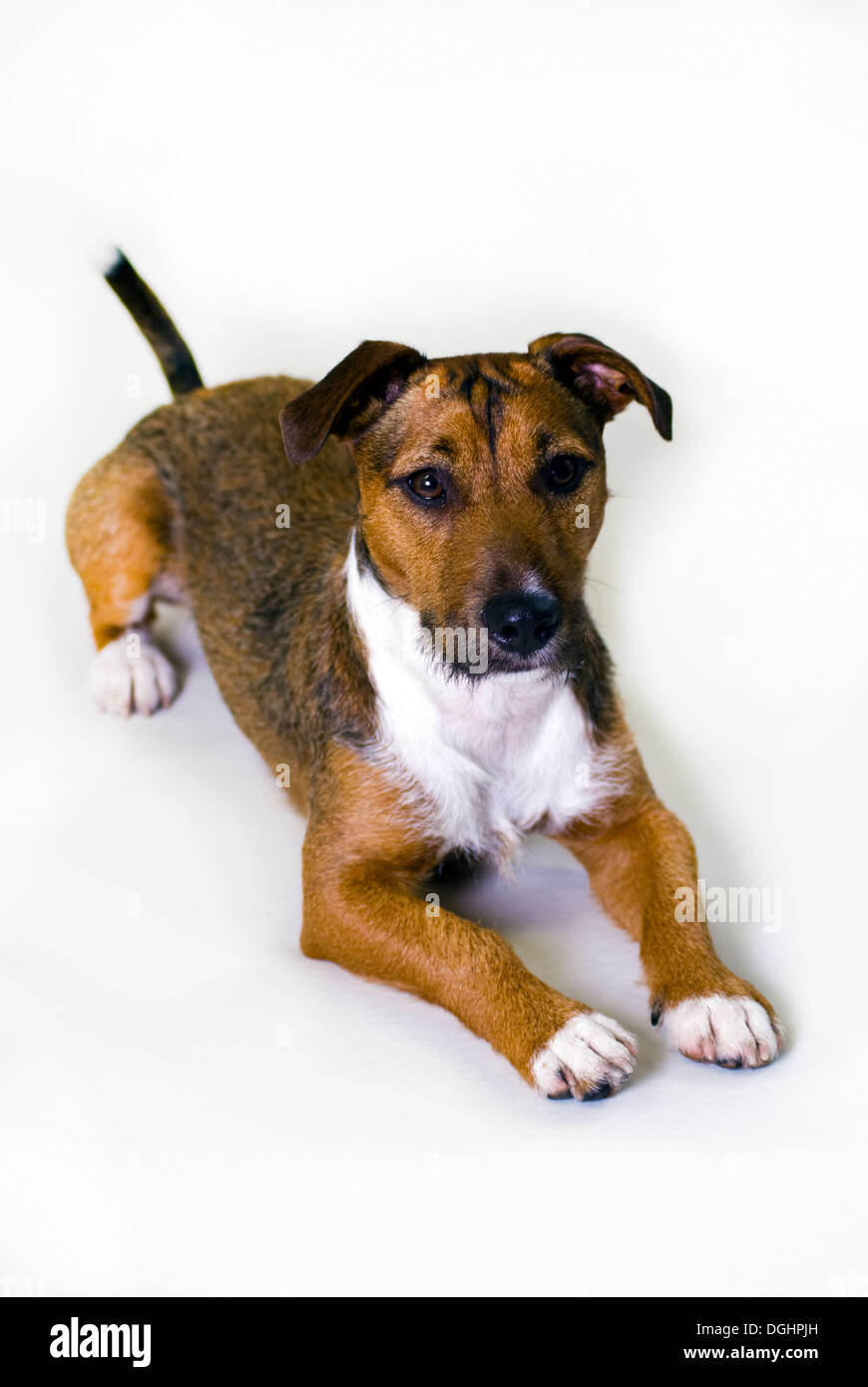 Young cute jack russell dog isolated on white Stock Photo