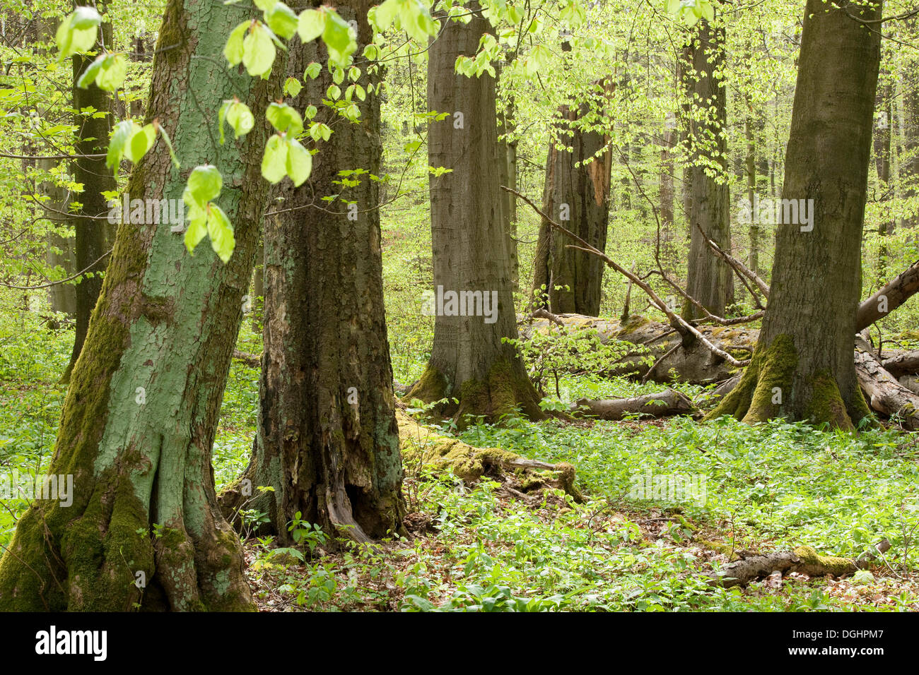 Beech forest (Fagus sylvatica) in spring, Hainich National Park, Thuringia, Germany Stock Photo