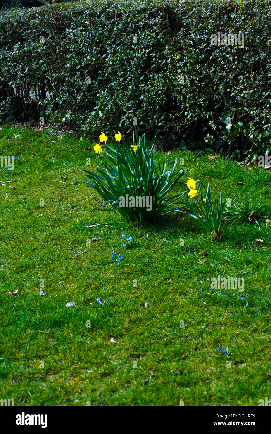 Blue and yellow wildflower hi-res stock photography and images - Alamy