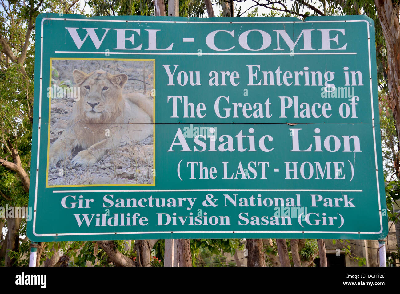 Gir forest national park lion hi-res stock photography and images - Alamy Gir forest national park lion hi-res stock photography and images - Alamy