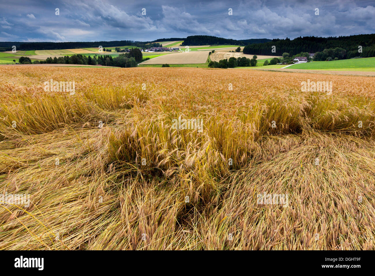 Grain field, blowdown, Martinsberg, Waldviertel region, Lower Austria, Austria, Europe Stock Photo