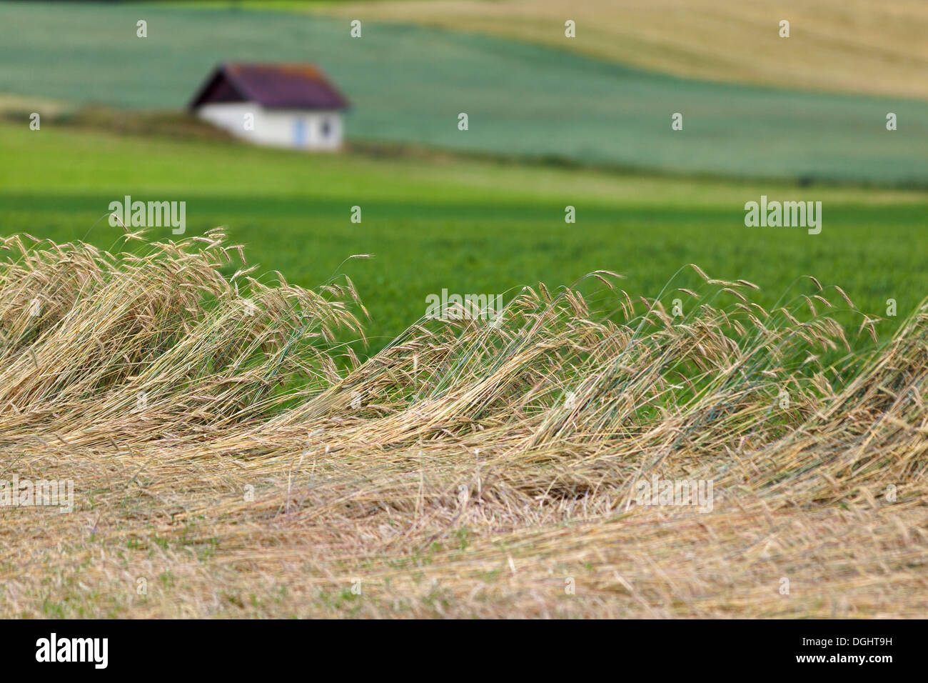 Grain field, blowdown, lonely house at the back, Martinsberg, Waldviertel region, Lower Austria, Austria, Europe Stock Photo