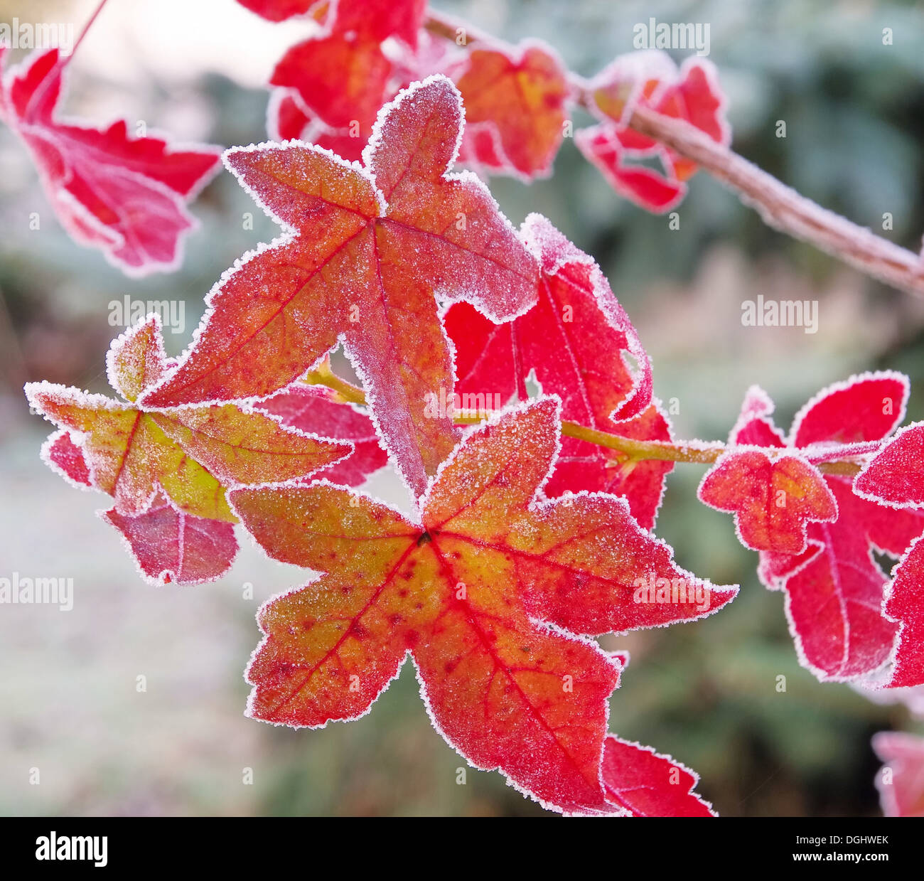 Amberbaum Raureif - sweetgum hoarfrost 02 Stock Photo