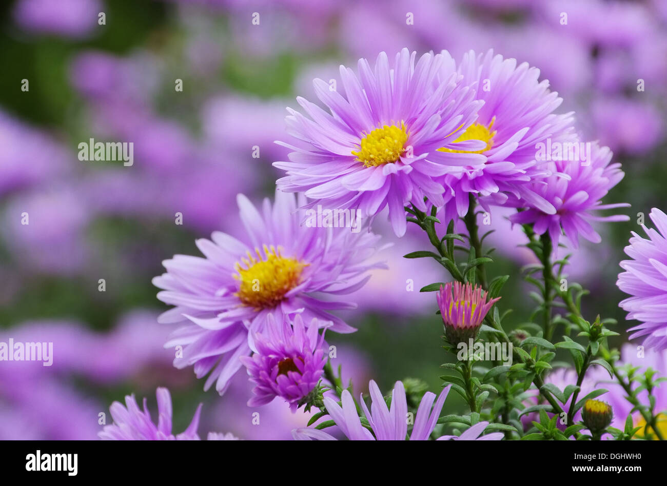 Aster Novi Belgii 01 Stock Photo