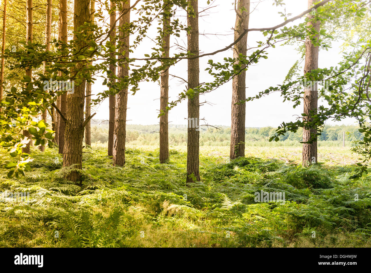 Trees on Cannock Chase, Staffordshire, Engand Stock Photo Alamy