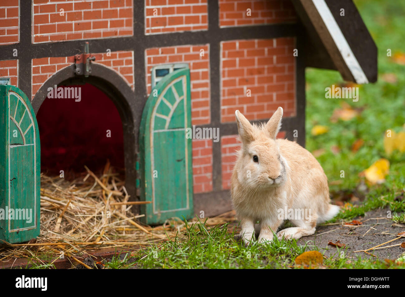 Domestic Rabbit (Oryctolagus cuniculus f. domestica) in front of a half-timbered house as a hutch, Hamburg Stock Photo