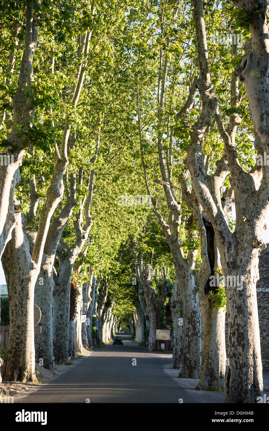 Plane tree avenue, Provence, Provence-Alpes-Côte d'Azur, France, Europe, Mane, Mane, Provence-Alpes-Côte d’Azur, France Stock Photo